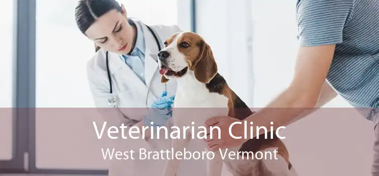 Veterinarian Clinic West Brattleboro Vermont