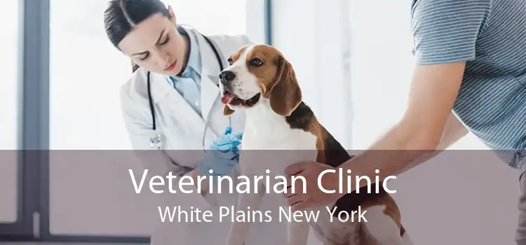 Veterinarian Clinic White Plains New York