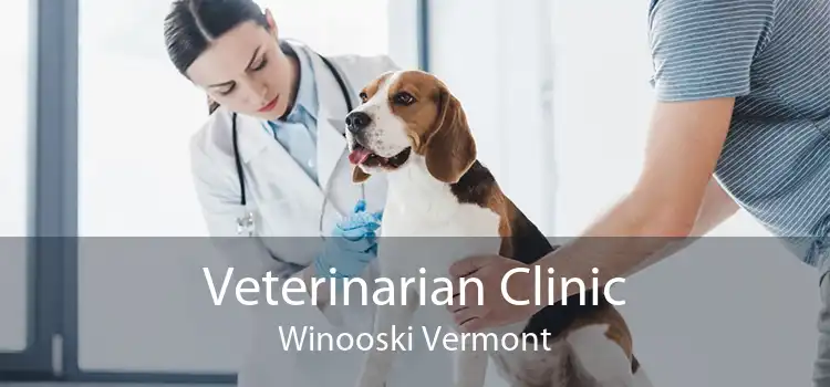 Veterinarian Clinic Winooski Vermont