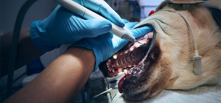 Anesthetic Dentistry in Lebanon