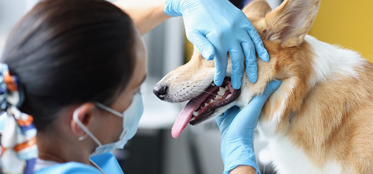 Cleveland animal hospital veterinary surgical-process