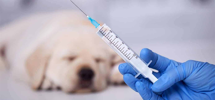 dog vaccination clinic in Burlington