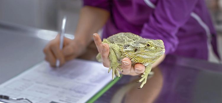 practiced vet care for reptiles in Greenville