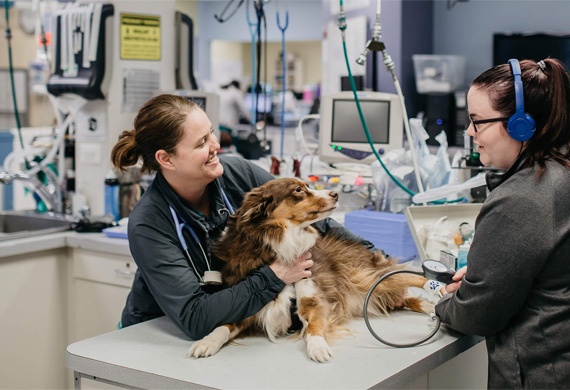 Top Rated Animal Hospital in Middletown