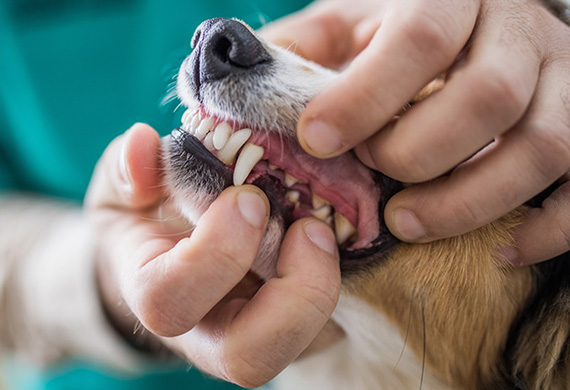 Animal Dentist in Florence
