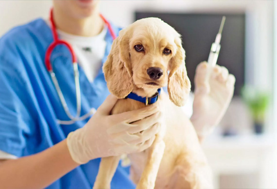 Dog Vaccination Center in Danville